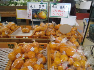 ジューシーで美味しいみかん多数出荷中!!