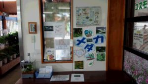 「メダカ」の入荷も始まりました!!