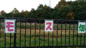 秋の花「コスモス」見ごろ情報!!