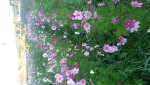 コスモス畑の「コスモスの花」-写真3