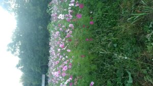 コスモス畑の「コスモスの花」-写真6