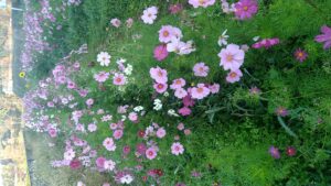 コスモス畑の「コスモスの花」