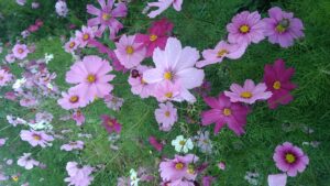 コスモス畑の「コスモスの花」-写真4