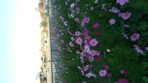 コスモス畑の「コスモスの花」-写真2