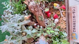 多肉植物「フォトフレームアレンジ」教室開催のご案内!!-写真4