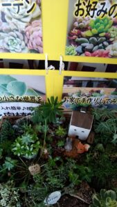 多肉植物「フォトフレームアレンジ」教室開催のご案内!!-写真5