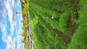 コスモス成長記録第一弾！！-写真3