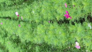 コスモス成長記録第一弾！！