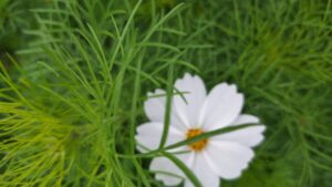 コスモス成長記録第一弾！！-写真4