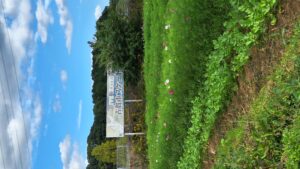 コスモス成長記録第一弾！！-写真6