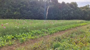 コスモス成長記録第二弾！！-写真3