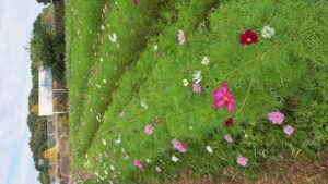 コスモス成長記録第二弾！！