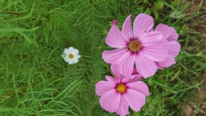 コスモス成長記録第二弾！！-写真6