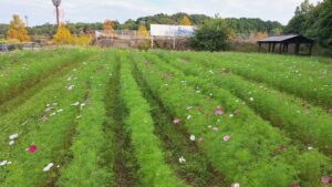 コスモス成長記録第二弾！！-写真2