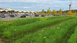 コスモス成長記録第二弾！！-写真5