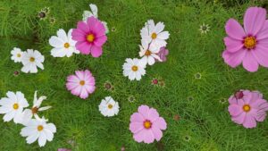 コスモス成長記録第二弾！！-写真4