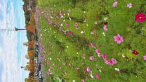 コスモス成長記録第三弾！！-写真2