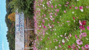 コスモス成長記録第三弾！！-写真6