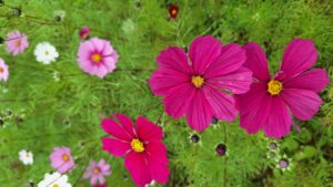 コスモス成長記録第三弾！！-写真3