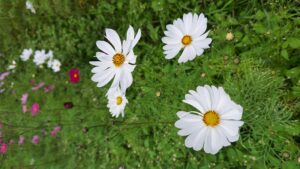 コスモス成長記録第三弾！！-写真4