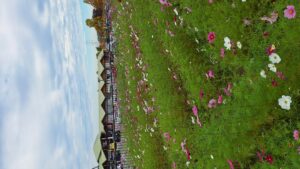 コスモス成長記録第三弾！！-写真5