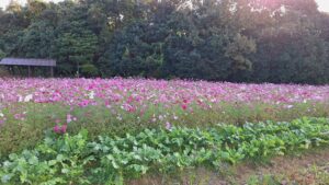 コスモス成長記録第四弾！！-写真3