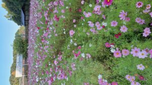 コスモス成長記録第四弾！！-写真5