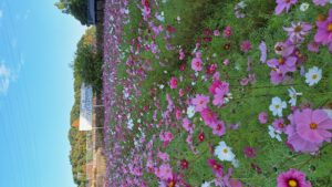 コスモス成長記録第四弾！！-写真2