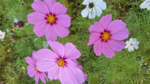 コスモス成長記録第四弾！！-写真4