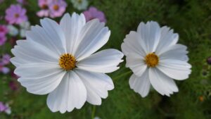 コスモス成長記録第四弾！！-写真6