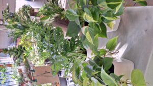 「正月用」寄せ植え教室　参加者募集中です！！-写真6