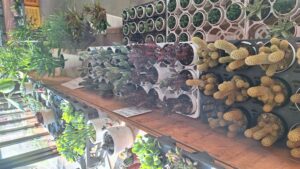 「正月用」寄せ植え教室　参加者募集中です！！-写真5