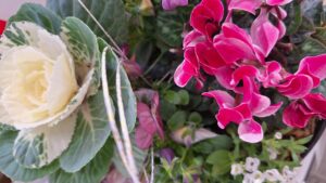 「正月用」寄せ植え教室　参加者募集中です！！-写真2